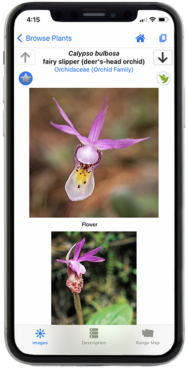 Calypso bulbosa photo screen