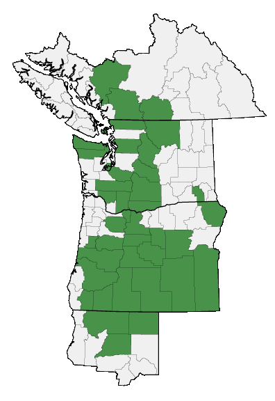 Map of where Lupinus lepidus var. lobbii is found