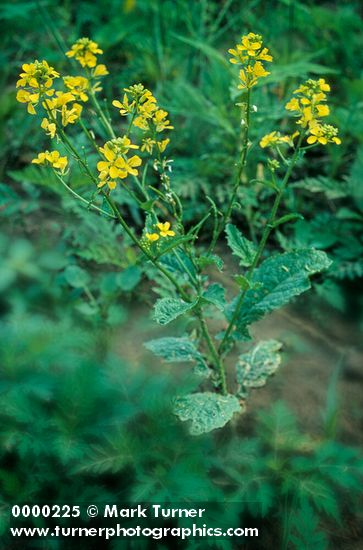 Black Mustard