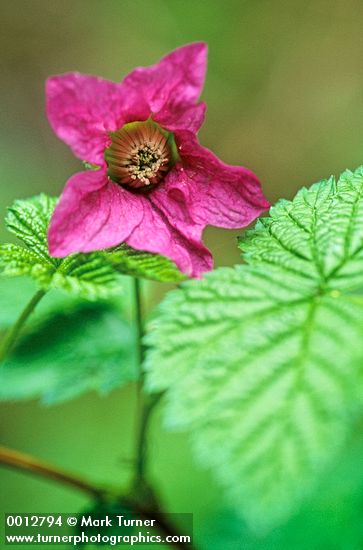 Salmonberry blossom & foliage