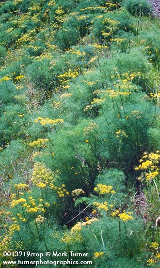 Gravel road bordered by Suksdorf's Desert Parsley