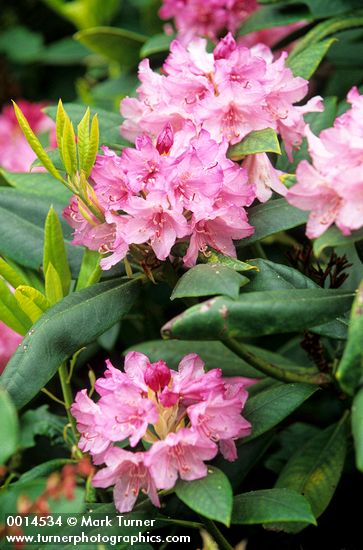 Pacific Rhododendron blossoms & foliage detail