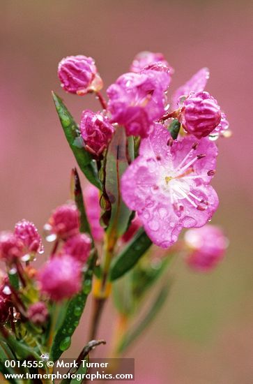 Western Bog Laurel blossoms sparkle w/ raindrops