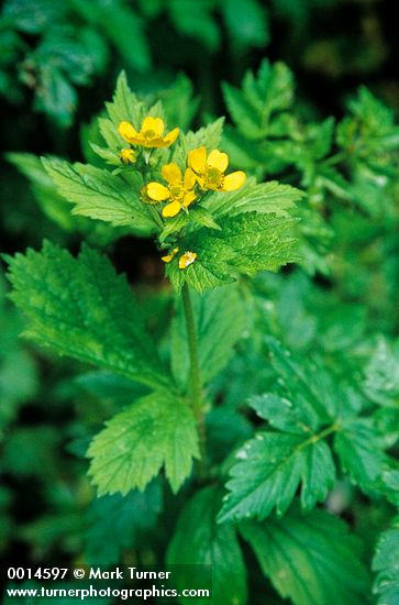 Large-leaved Avens blossoms & upper leaves