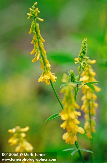 Yellow Sweet Clover blossoms detail