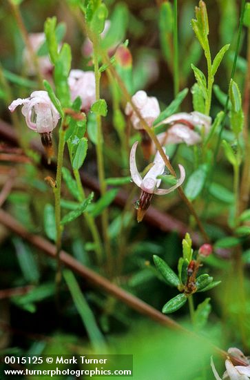 Small Cranberry blossoms detail