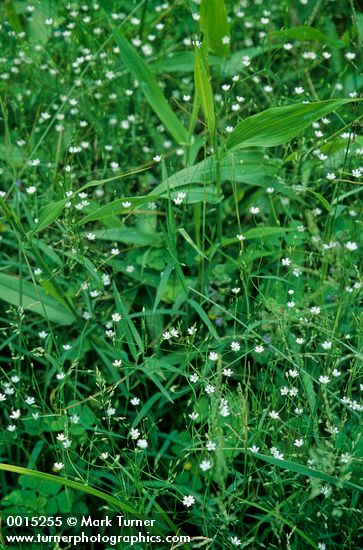 Lesser Stitchwort