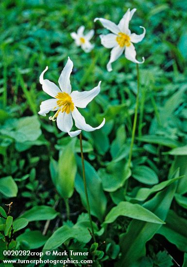 Avalanche Lilies