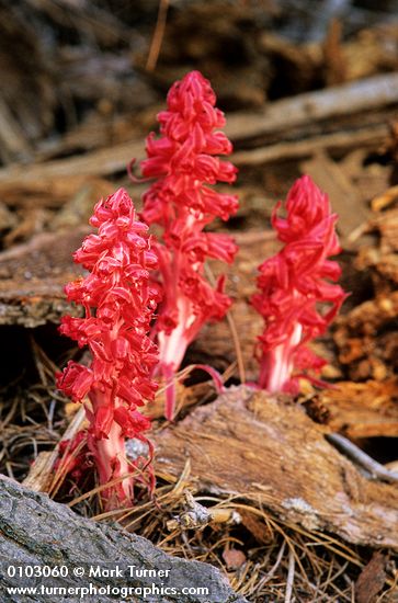 Snow Plant group of 3 among decaying wood