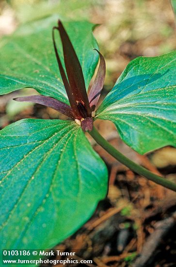 Giant Trillium blossom & foliage