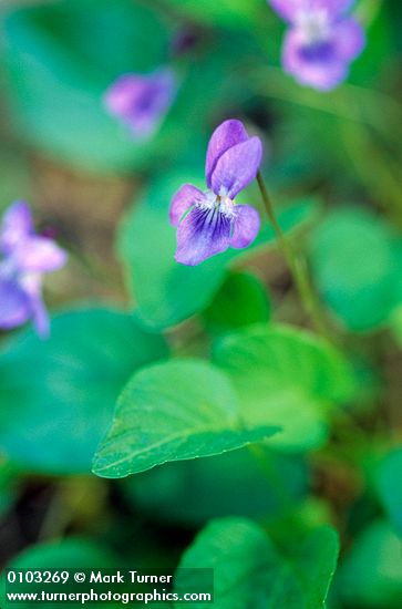 Kidney-leaf Violet