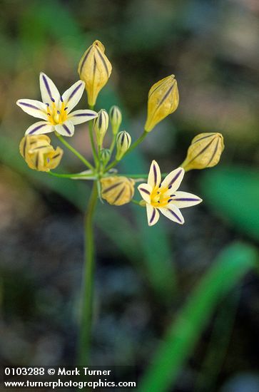 Henderson's Stars blossoms & buds