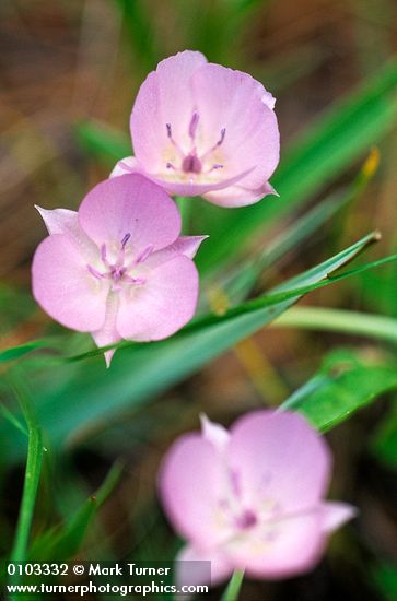 Pink Star Tulips