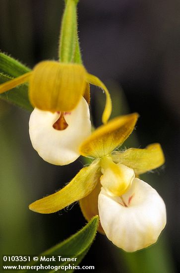 California Lady's Slipper blossoms detail