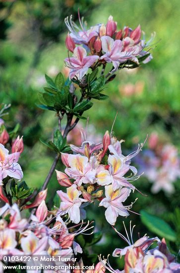 Western Azalea