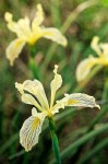 Siskiyou Iris