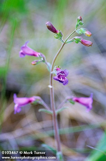 Gay Penstemon
