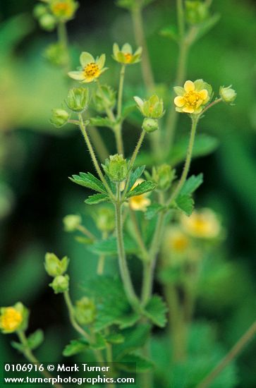 Sticky Cinquefoil