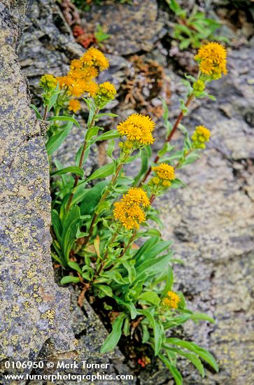 Northern Goldenrod growing in rock crevice