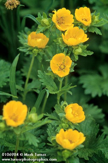 Fanleaf Cinquefoil blossoms & foliage detail