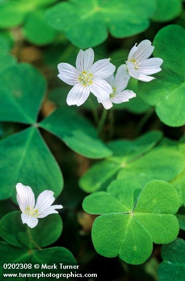 Redwood Sorrel