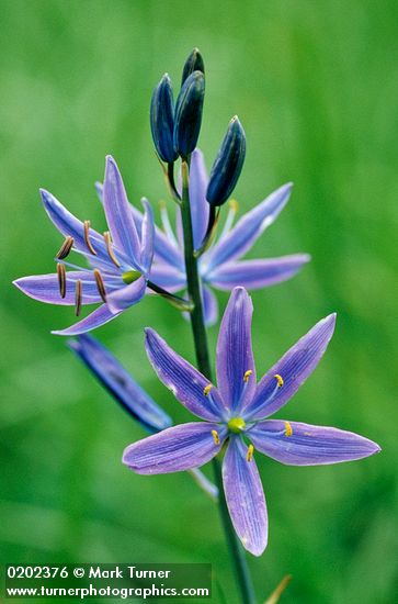 Common Camas blossoms