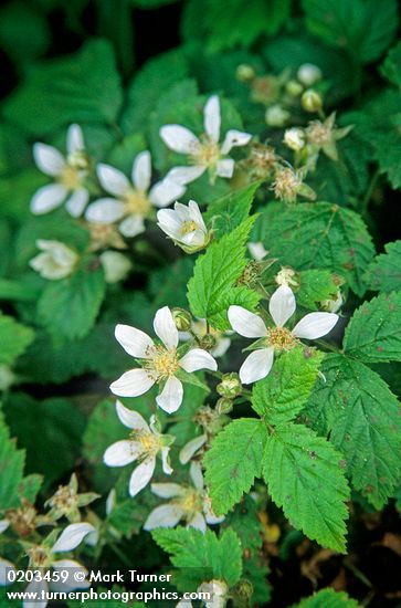 Trailing Blackberry (Dewberry) blossoms & foliage
