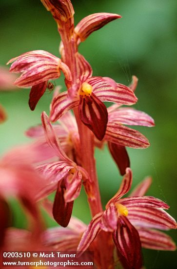 Striped Coralroot blossoms detail