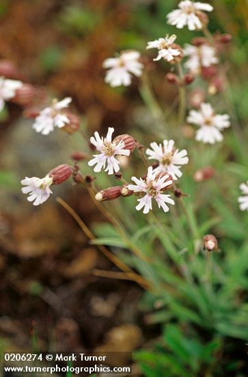 White Catchfly