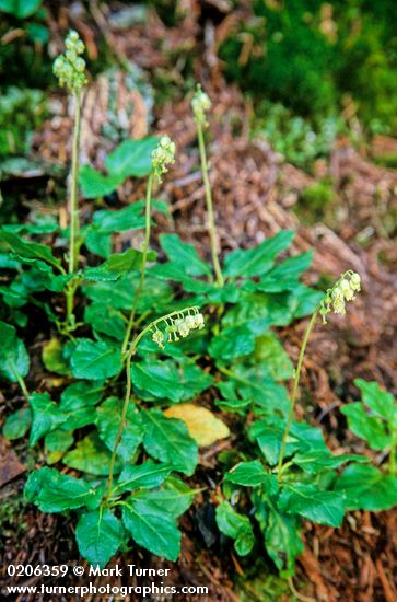 One-sided Wintergreen (Pyrola)