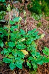 One-sided Wintergreen (Pyrola)