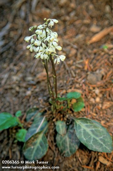 White-veined Pyrola