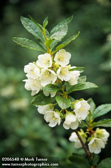 White Rhododendron blossoms