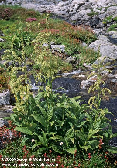 Green Corn Lily, Leatherleaf Saxifrage border subalpine meadow stream