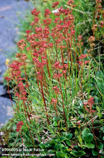 Leatherleaf Saxifrage