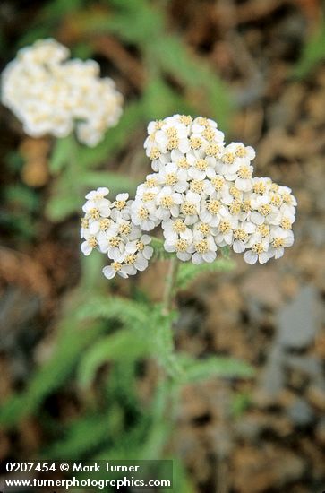 Common Yarrow blossoms