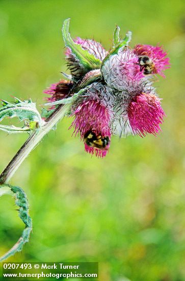 Cluster Thistle blossoms w/ bumblebee