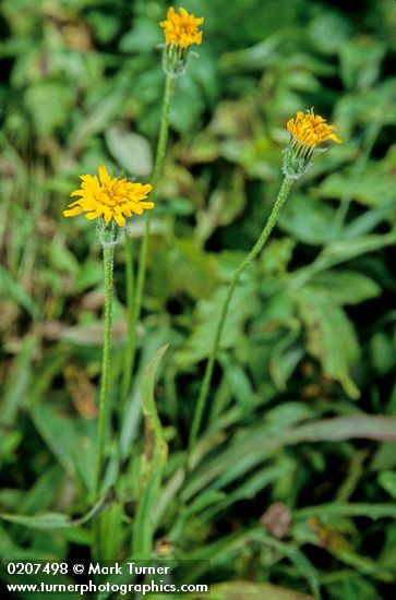 Slender Hawkweed