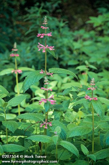 Cooley's Hedge-Nettle