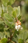 Hairy Manzanita blossoms & foliage detail 
