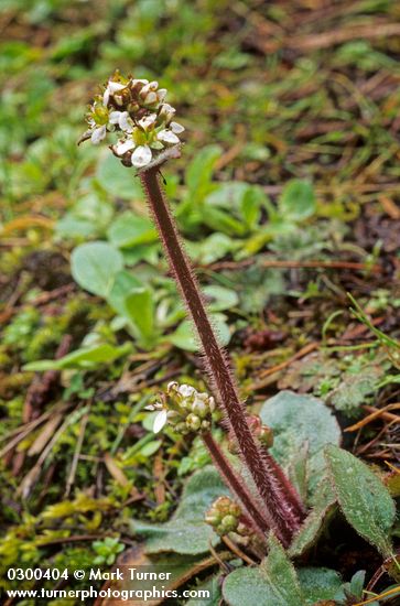 Northwestern Saxifrage