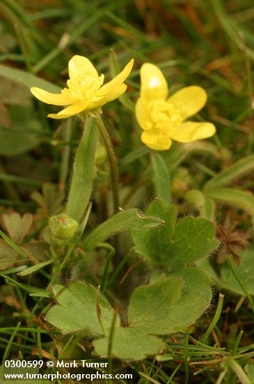 Western Buttercup
