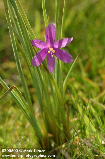 Grass Widow, backlit