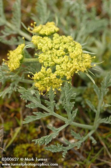 Bigseed Lomatium (Biscuitroot)