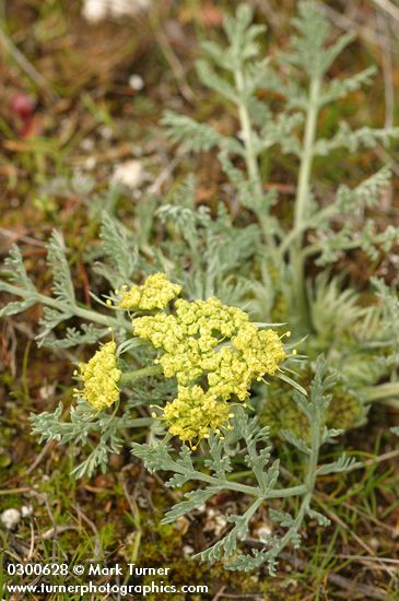 Bigseed Lomatium (Biscuitroot)