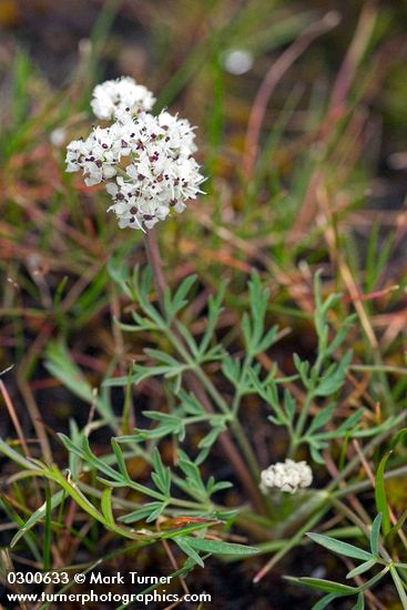 Salt and Pepper Lomatium