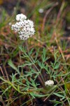 Salt and Pepper Lomatium