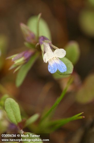 Small-flowered Blue-eyed Mary extreme detail