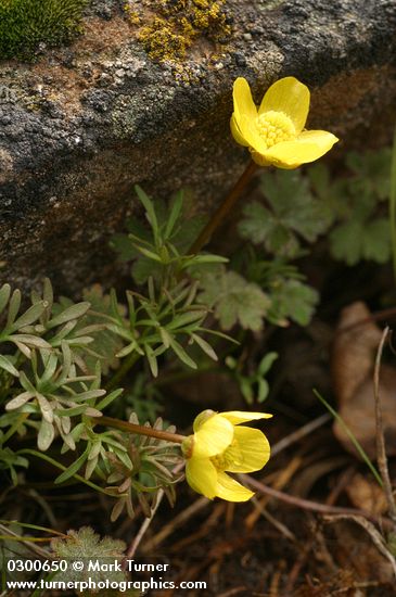 The Dalles Mountain Buttercup (Obscure Buttercup), Grass Widow