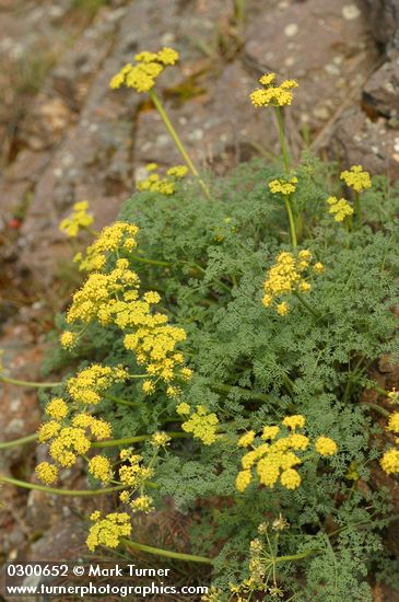 Pungent Desert Parsley
